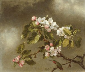 Martin Johnson Heade - Hummingbird and Apple Blossoms