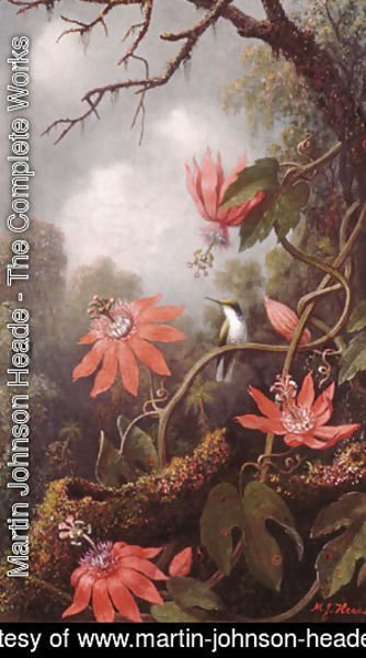 Martin Johnson Heade - Hummingbird and Passionflowers