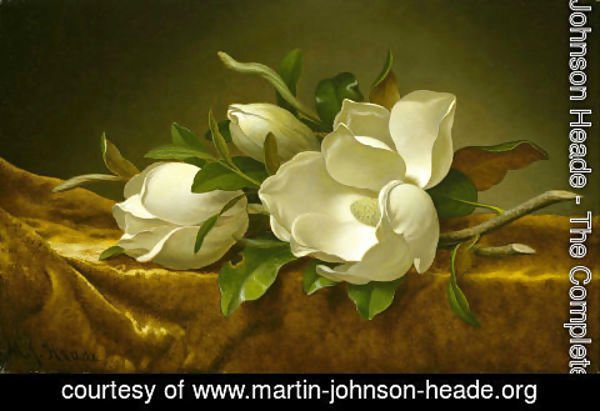 Martin Johnson Heade - Magnolias on Gold Velvet Cloth 1888