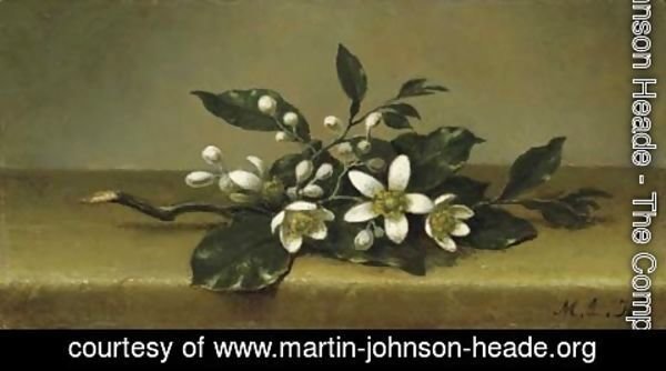 Martin Johnson Heade - Branch of Orange Blossoms