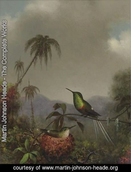 Martin Johnson Heade - Two Thorn-Tails (Langsdorffs Thorn-Tail, Brazil)