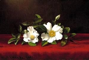 Martin Johnson Heade - Two cherokee roses on red velvet 1889