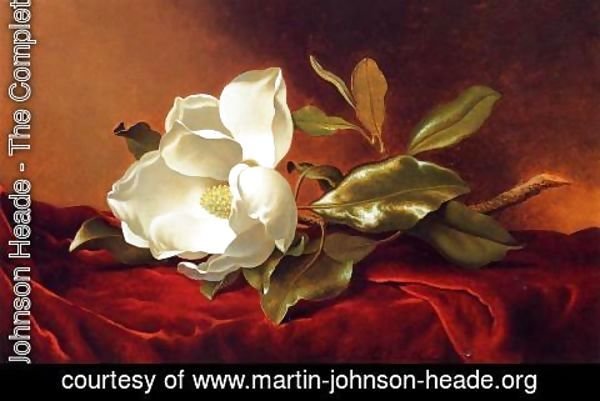 Martin Johnson Heade - A Magnolia On Red Velvet