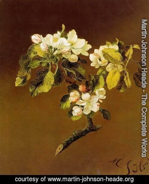 Martin Johnson Heade - A Spray Of Apple Blossoms