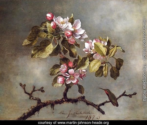 Apple Blossoms And Hummingbird2
