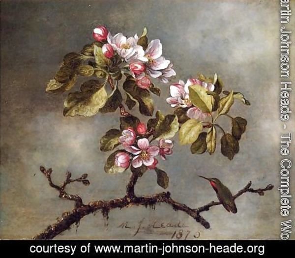 Martin Johnson Heade - Apple Blossoms And Hummingbird2
