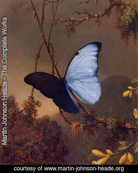 Martin Johnson Heade - Blue Morpho Butterfly