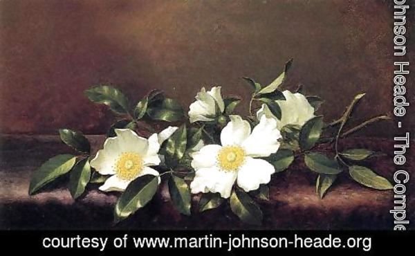 Martin Johnson Heade - Cherokee Roses On A Purple Velvet Cloth