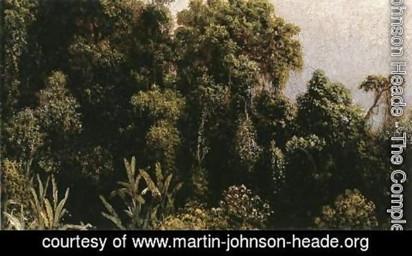 Martin Johnson Heade - Forest Study  Brazil