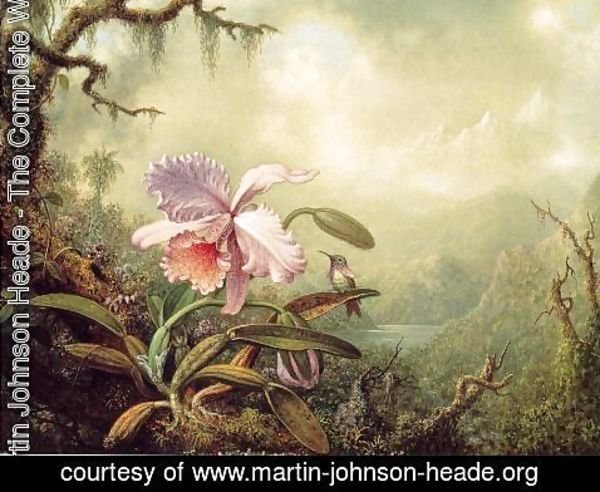 Martin Johnson Heade - Heliodores Woodstar And A Pink Orchid