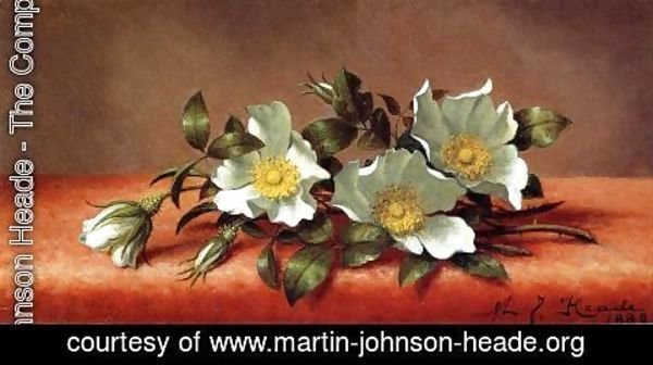 Martin Johnson Heade - The Cherokee Rose