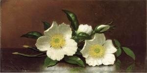 Two Cherokee Rose Blossoms On A Table Aka Cherokee Roses