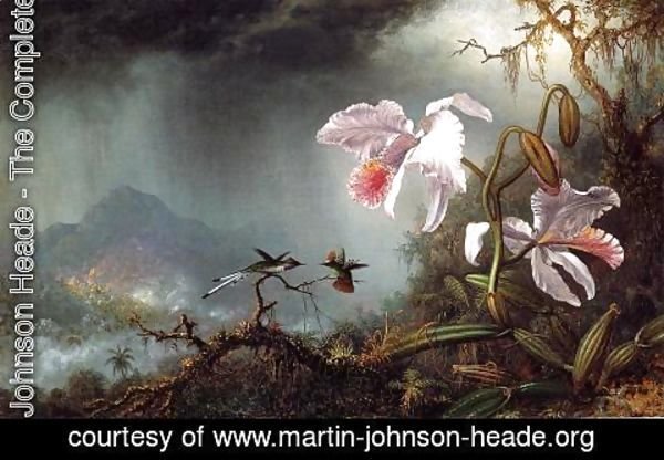 Martin Johnson Heade - Two Fighting Hummingbirds With Two Orchids
