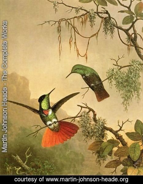 Martin Johnson Heade - Two Hooded Visorbearer Hummingbirds