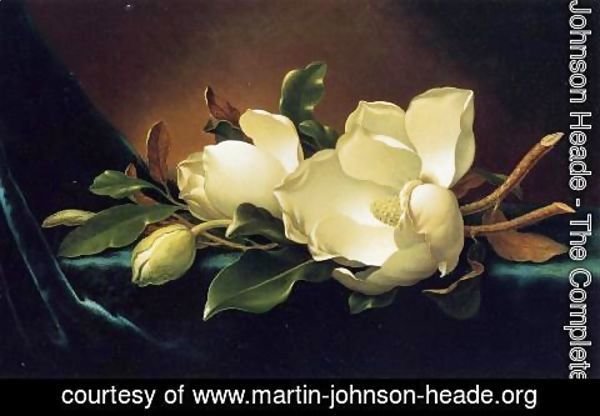 Martin Johnson Heade - Two Magnolias And A Bud On Teal Velvet