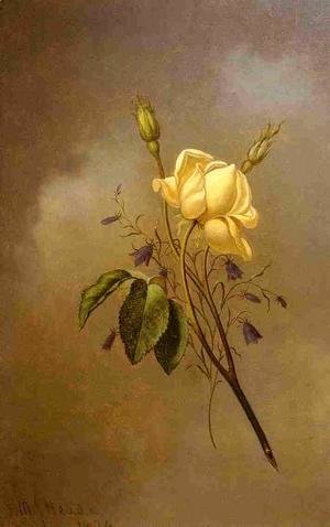 Martin Johnson Heade - White Rose Against A Cloudy Sky