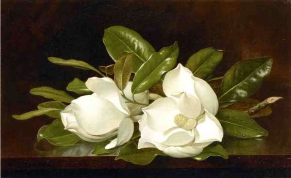 Magnolias On A Wooden Table by Martin Johnson Heade