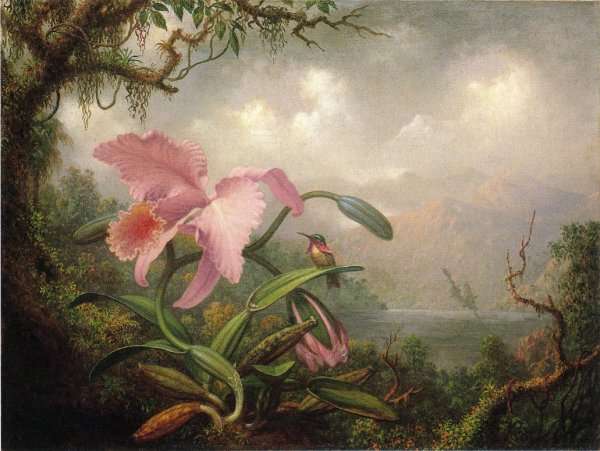 Orchid And Hummingbird by Martin Johnson Heade