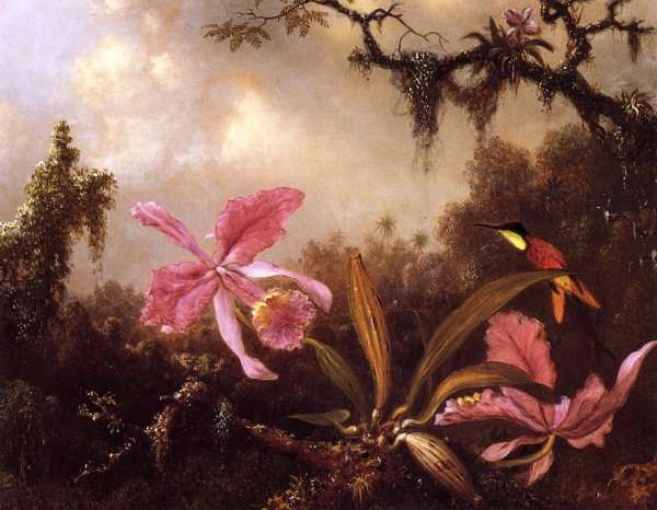 Orchids And Crimson Topaz Hummingbird by Martin Johnson Heade