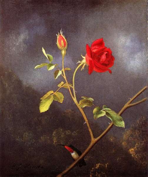 Red Rose With Ruby Throat by Martin Johnson Heade