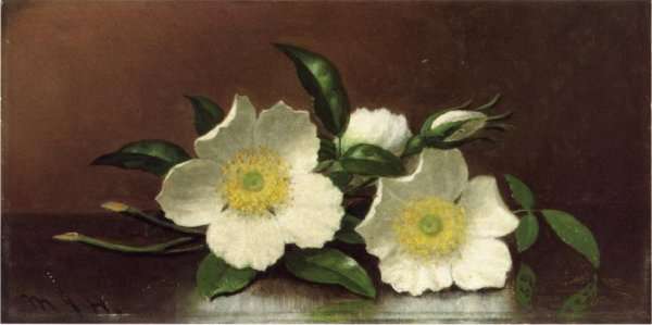 Two Cherokee Rose Blossoms On A Table Aka Cherokee Roses by Martin Johnson Heade