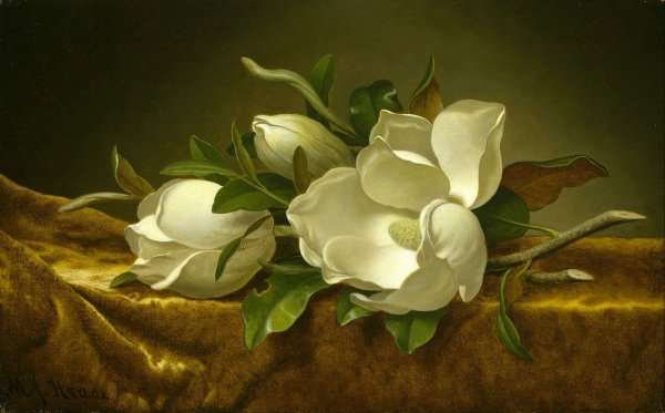 Magnolias on Gold Velvet Cloth 1888 by Martin Johnson Heade