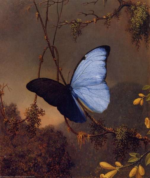 Blue Morpho Butterfly by Martin Johnson Heade