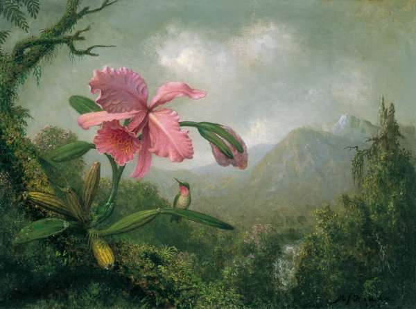 Orchids And Hummingbirds4 by Martin Johnson Heade