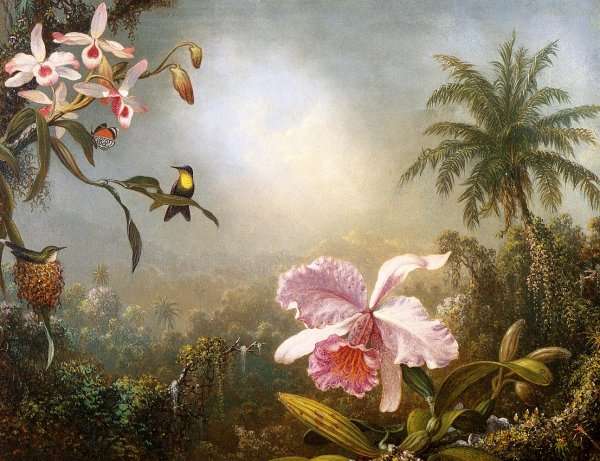 Orchids  Nesting Hummingbirds And A Butterfly by Martin Johnson Heade