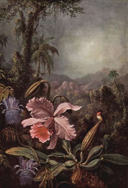Orchids Passion Flowers And Hummingbird by Martin Johnson Heade