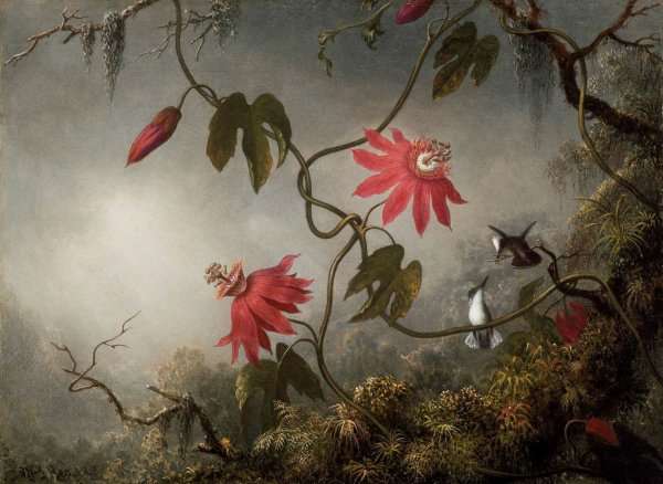 Passion Flowers And Hummingbirds by Martin Johnson Heade