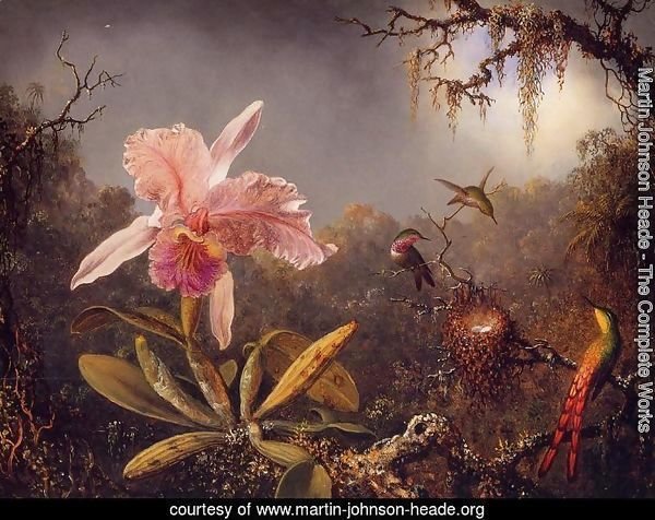 Cattelya Orchid and Three Brazilian Hummingbirds