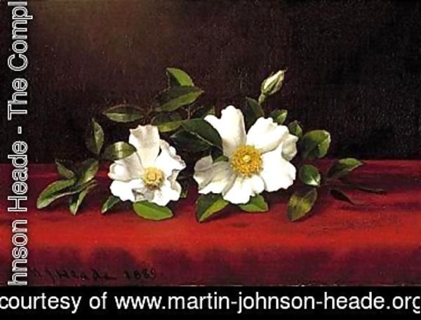Martin Johnson Heade - Two cherokee roses on red velvet 1889