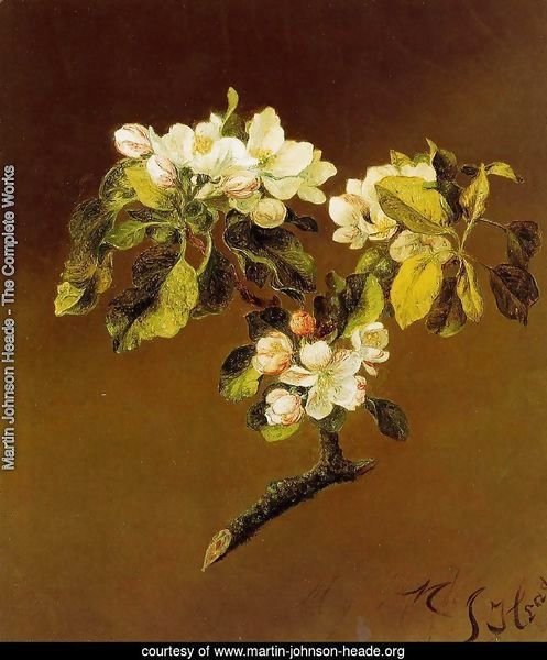 A Spray Of Apple Blossoms