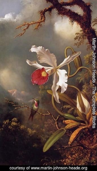 Martin Johnson Heade - An Amethyst Hummingbird With A White Orchid