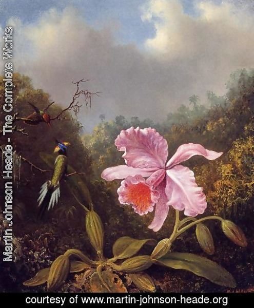 Martin Johnson Heade - Fighting Hummingbirds With Pink Orchid