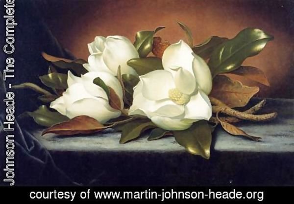 Martin Johnson Heade - Giant Magnolias