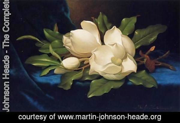 Martin Johnson Heade - Giant Magnolias On A Blue Velvet Cloth