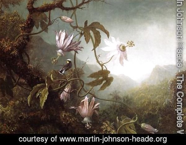 Martin Johnson Heade - Hummingbird Perched Near Passion Flowers