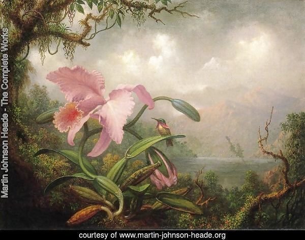 Orchid And Hummingbird