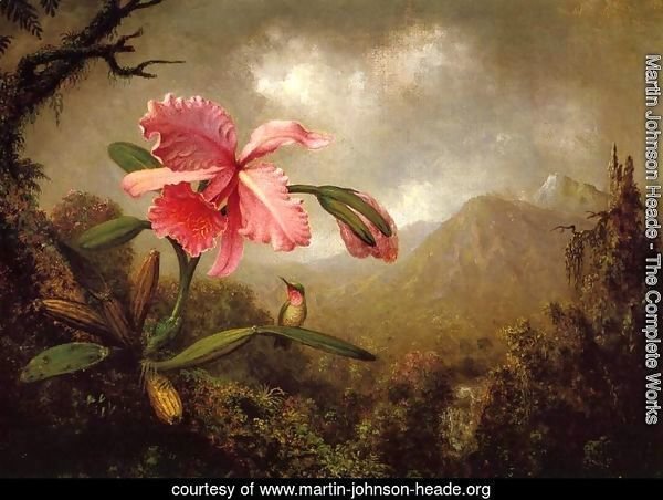 Orchid And Hummingbird Near A Mountain Waterfall