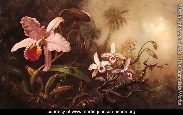 Orchids And A Beetle