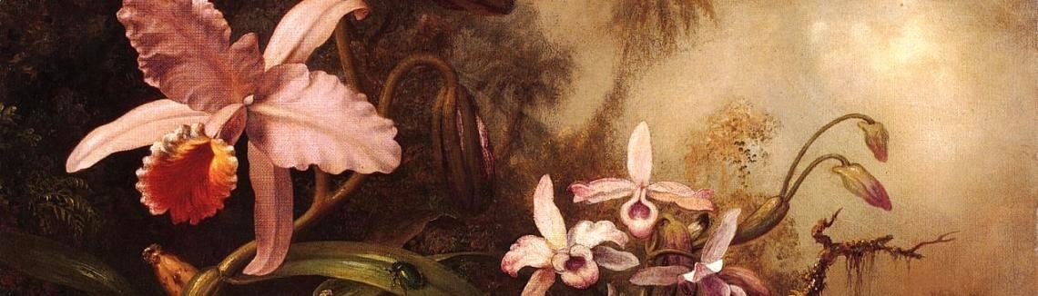 Martin Johnson Heade - Orchids And A Beetle