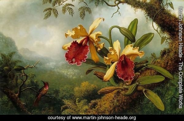 Orchids And Hummingbird