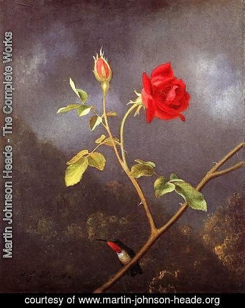 Martin Johnson Heade - Red Rose With Ruby Throat
