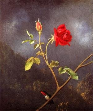 Martin Johnson Heade - Red Rose With Ruby Throat