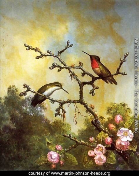 Ruby Throated Hummingbirds With Apple Blossoms