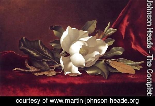 Martin Johnson Heade - The Magnolia Blossom