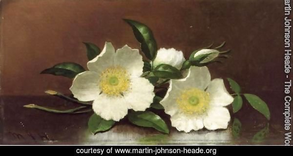 Two Cherokee Rose Blossoms On A Table Aka Cherokee Roses