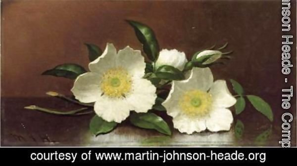 Martin Johnson Heade - Two Cherokee Rose Blossoms On A Table Aka Cherokee Roses